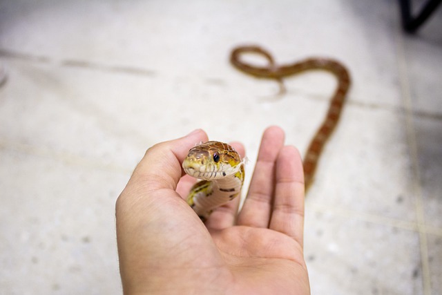 Cómo tener serpientes de mascota