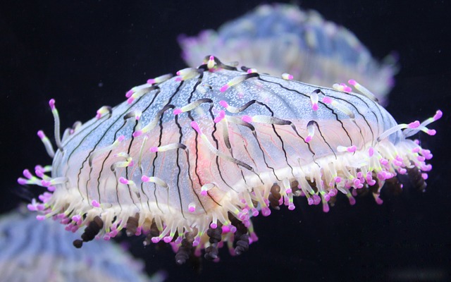 medusa como mascota